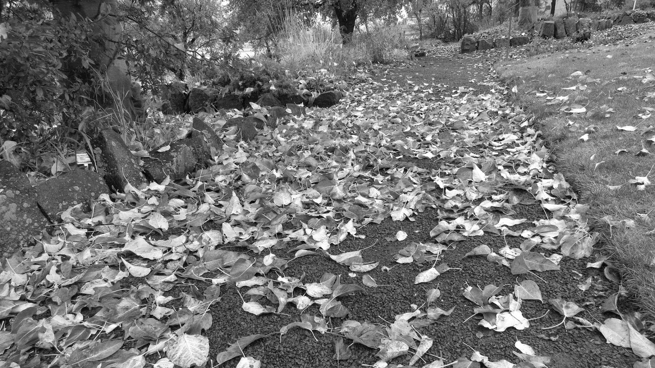 DABIGC RADIO LIVESTREAMING