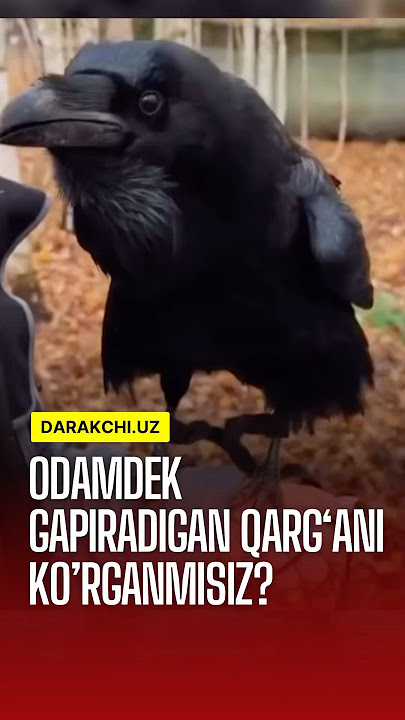 Anal va topni yalash haqida porno video