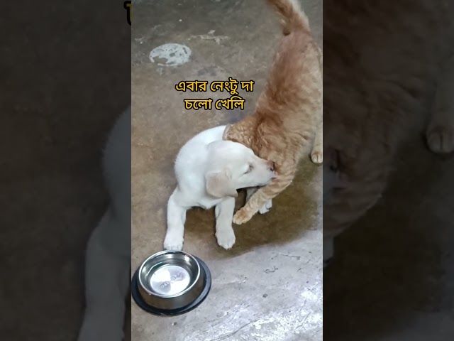 ঘুমের থেকে বেশি শান্তি নেই কিছুতে #danpitedaina #shorts #labrador