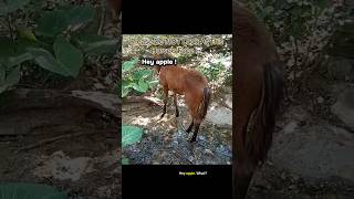 Please Do NOT Look At This Horse’s Face ☠️ #sad