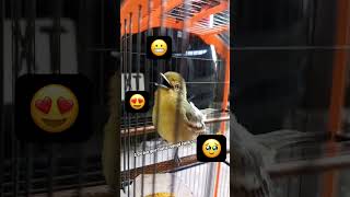 cipohmania cipohgacor birds birdsounds sirtugacor sirtujantan caklilin