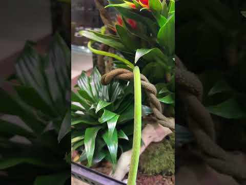 Угадай длину змеи на этом видео! #змея #рептилии #животные