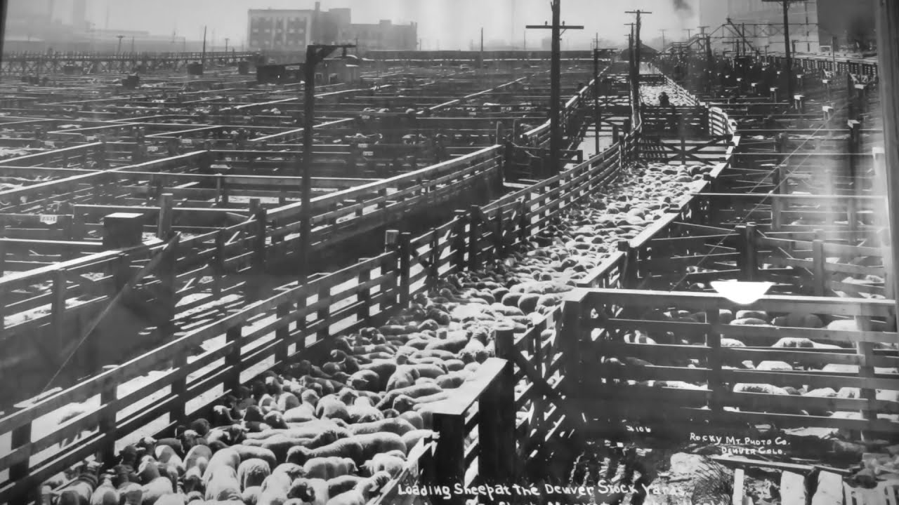 DENVER History of the Railroad and the Denver Union Stockyards
