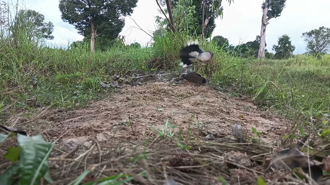 นกเขาใหญ่ต่อดิน ฝืกไปเรื่อยๆครับ เจ้าเม็ดเงิน กดมา1แต้มครับ