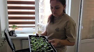 335 ЖИТЬ ПО СОВЕСТИ. ЗАКАЗАЛА ПЛАТЬЕ СКОРО ВЫПУСКНОЙ. СНЕГ В АПРЕЛЕ НА КУБАНИ. 