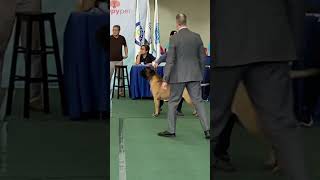 “Trefor” Bullmastiff #dogshow  #bullmastiff  #bestinshow #youtubeshort #hernandogworldtv