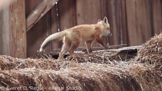 10 week old Red Fox kit barking