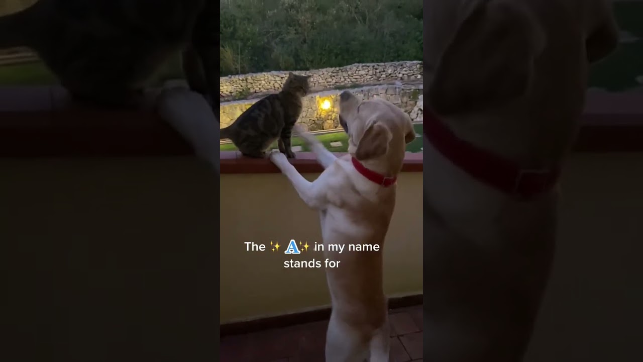 Hilarious Pet Antics| cat & dog - Funny Pet Video  #(8)