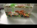 My pet
