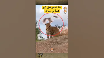 هذا الصقر فعل أكبر خطأ في حياته عندما حاول يمازح النمر Shorts 