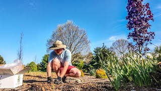 Early May Garden Tour (Plus Planting Hundreds of Perennials) | The Southerner's Northern Garden