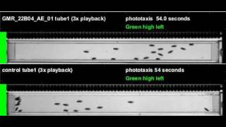 GMR_22B04_AE_01_shi_Apollo_20120614T103922 phototaxis (seq4)