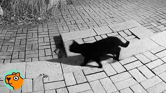 Camera Spots Random Cat At Their Doorstep. You Won’t Believe Where He’s Now | Cuddle Buddies
