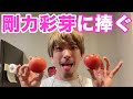 【剛力彩芽さんへ】チャラ男が愛を込めて作ったトマト料理!誕生日プレゼントはこれで決まり!