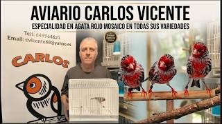 CARLOS VICENTE