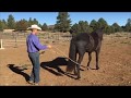 Habits of a Horseman- Teaching Head down on a circle