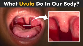 Functions Of Uvula In Human Body - How Uvula Works?