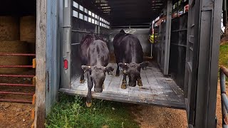 Two Fancy Heifers!  Starting Our Registered Angus Herd