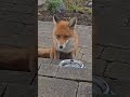 Have You Ever Heard A Fox Sneeze Animal Fox Foxes Redfox Wildfox Wildlife Cute Have You Ever Heard A Fox Sneeze Animal Fox Foxes Redfox Wildfox Wildlife Cute