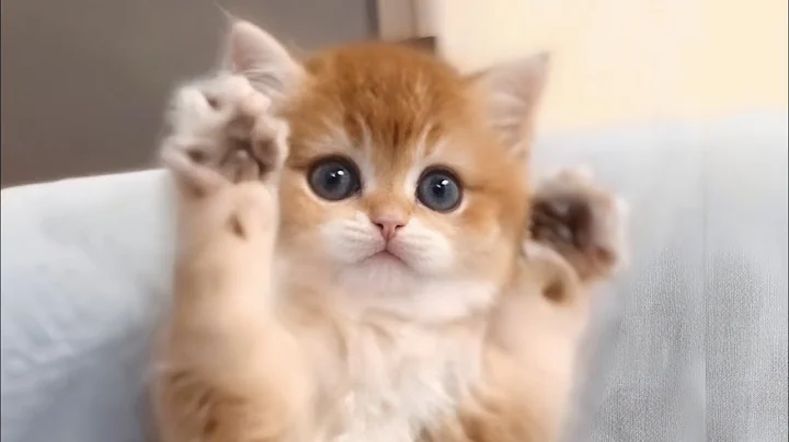Video 7302791: cutest cats compilation, cutest kitten compilation, compilation baby kittens, cats catlover
