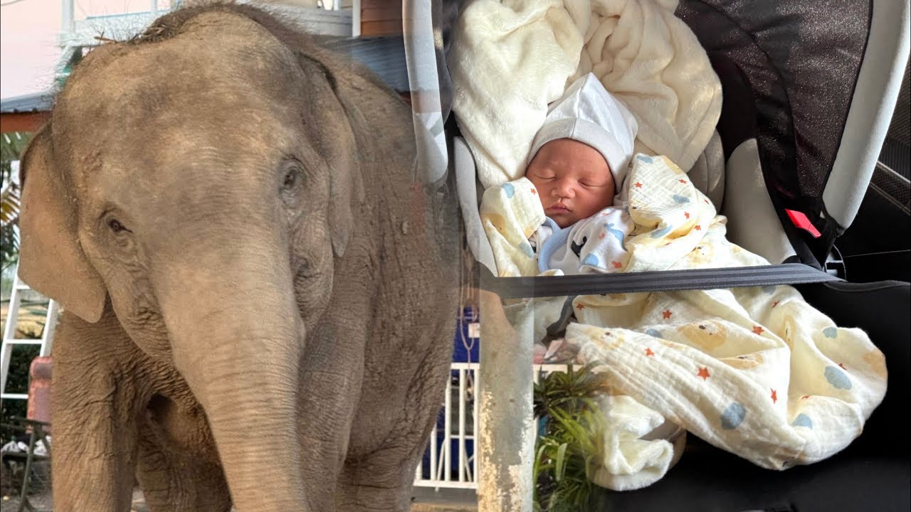 #มาร์ติน