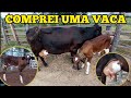 COMPREI UMA VACA LEITEIRA - VEJA O PREÇO