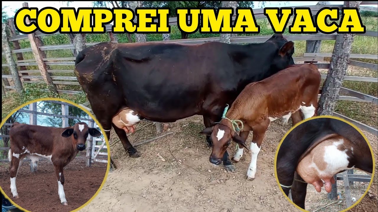 COMPREI UMA VACA LEITEIRA - VEJA O PREÇO
