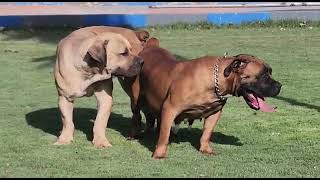 Boerboel mating time #boerboel #boerboeldog #boerboelpuppies #dog #doglover #dogshorts #dogs