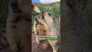 Meet marmot #shorts #animals #pets #mamrot #mamrotlovers #wildlife