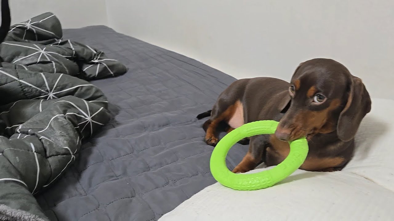 나 허쉬 엄마한테 빡친날 / The day Hershey got mad at her mom