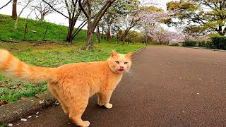 公園の猫と一緒に散歩してみた