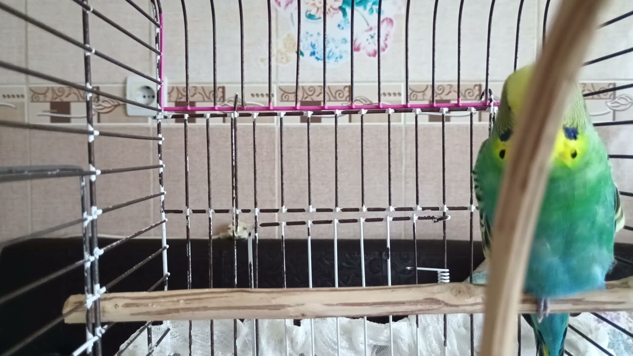 Muhabbet Kuşunuzun Favorisi: Neşeli ve Rahatlatıcı Sesler 🎶, Kuşunuzu Mutlu Eden Sesler ve Ötüşler 🐦