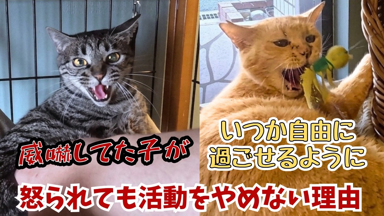 A Storm of Hisses and Cat Punches!? A Stealth Room Tour of a Cafe