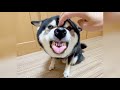 柴犬が大好物の肉よりも大好きなものとは?!This dog's favorite thing to do is growl at its owner.