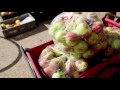 Honeycrisp apples are ready for picking at Crane Orchards