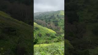 SUPERBLOOM IN CALI HILLS