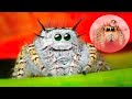 THE CUTEST SPIDERS In The World