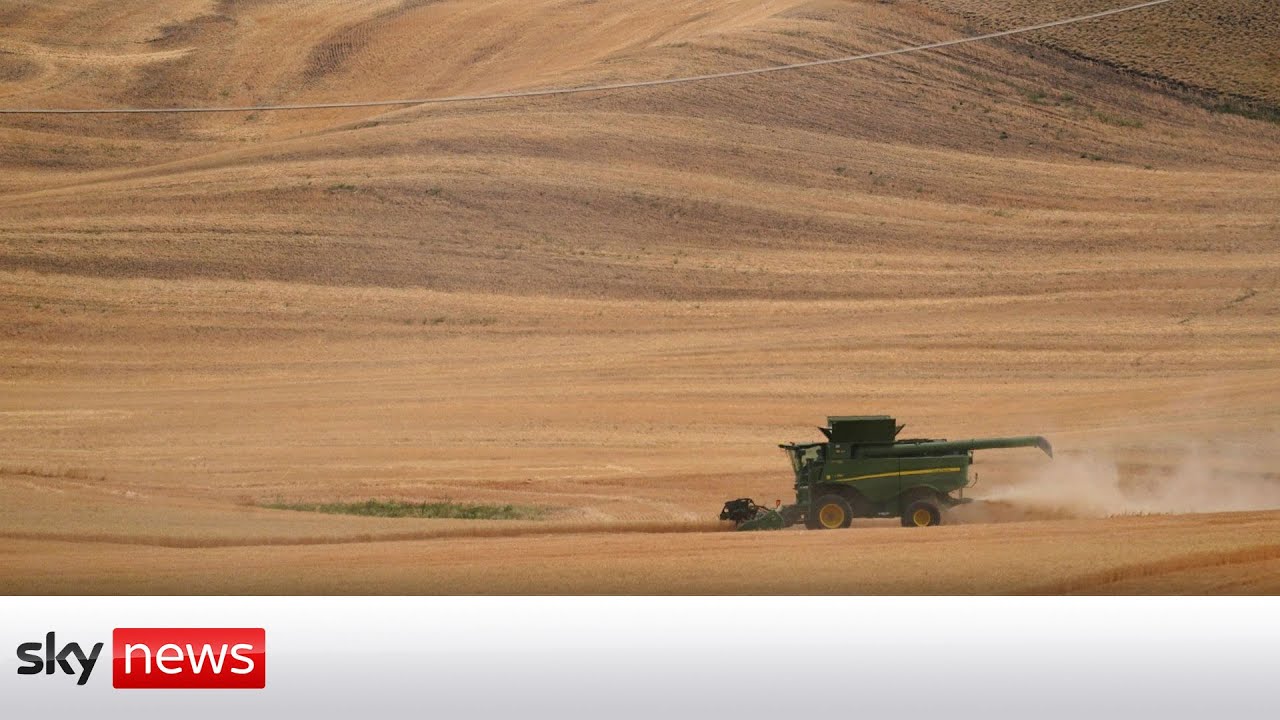 Film backdrop image for Is Russia stealing Ukrainian grain? (2022)