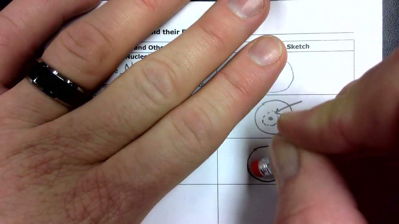 Let's Draw: Organelles: Part 1