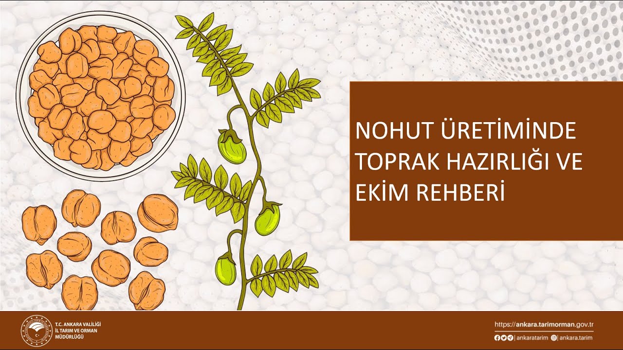 Nohut Üretiminde Toprak Hazırlığı ve Ekim