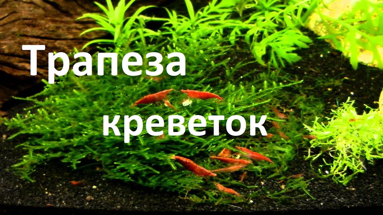 Кормление креветок в аквариуме