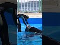 シャチとトレーナーさん可愛すぎる^^ #Shorts #鴨川シーワールド #ララ #kamogawaseaworld #orca #killerwhale