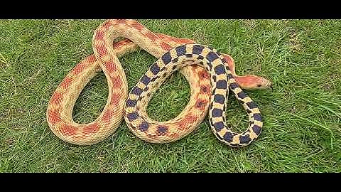 Cape gopher snake ( Pituophis vertebralis)