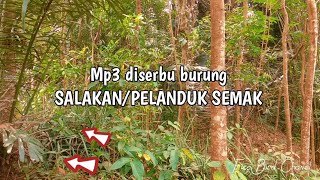 nge PRANK burung SALAKAN/PELANDUK SEMAK ternyata populasinya masih banyak