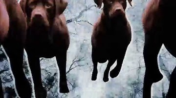 Mo Kolours - Little Brown Dog