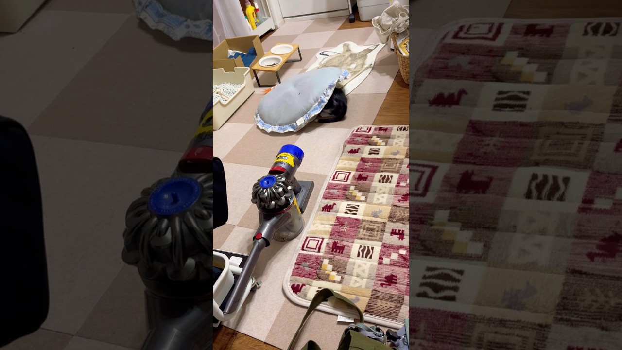 猫カメに変身🐢🐈⬛‼️#shots #元気になる動画 #モフ猫 #癒し #かわいい #cat #ハチワレ 、