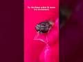 Try  this flower soldier fly photography 🌿🎯 #insectsmacro  #creative #viral #ytshorts #shorts #edit