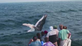 Things to Do on Cape Cod