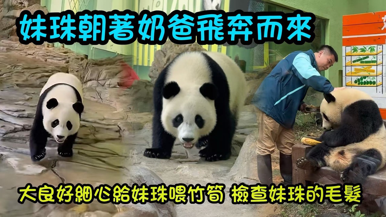 3月4日 津奶爸一喊妹珠，妹珠跑得飛快追著奶爸出去曬太陽，大良外公端著筍筍給妹珠吃，摸摸頭#panda #cutepanda #熊貓妹珠 #熊貓妹豬