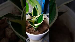 #Pani mein grow  karne Wale 5 essay plants 🌱🌱#beutifullflowar #homegarden #viralplzz